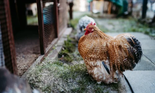Huhn in einem Garten